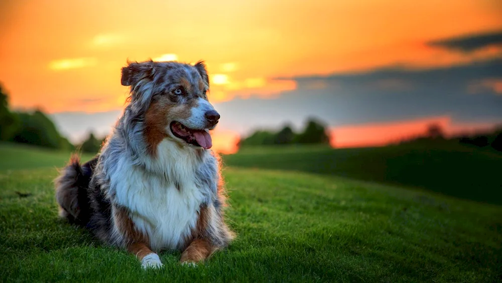 Aussie Australian Shepherd