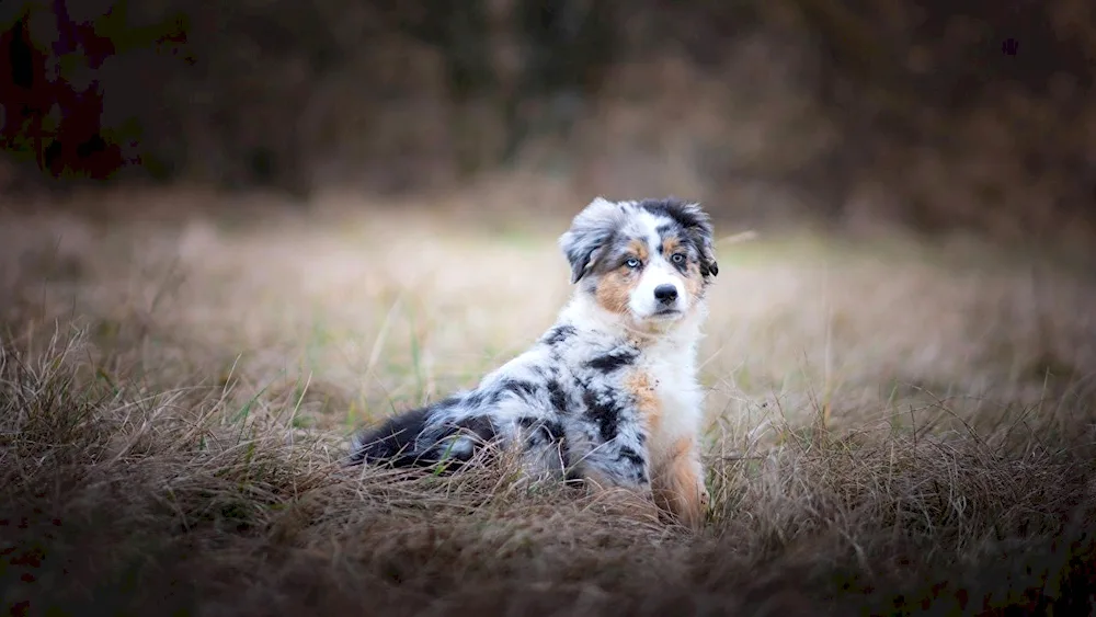 Aussie Australian Shepherd