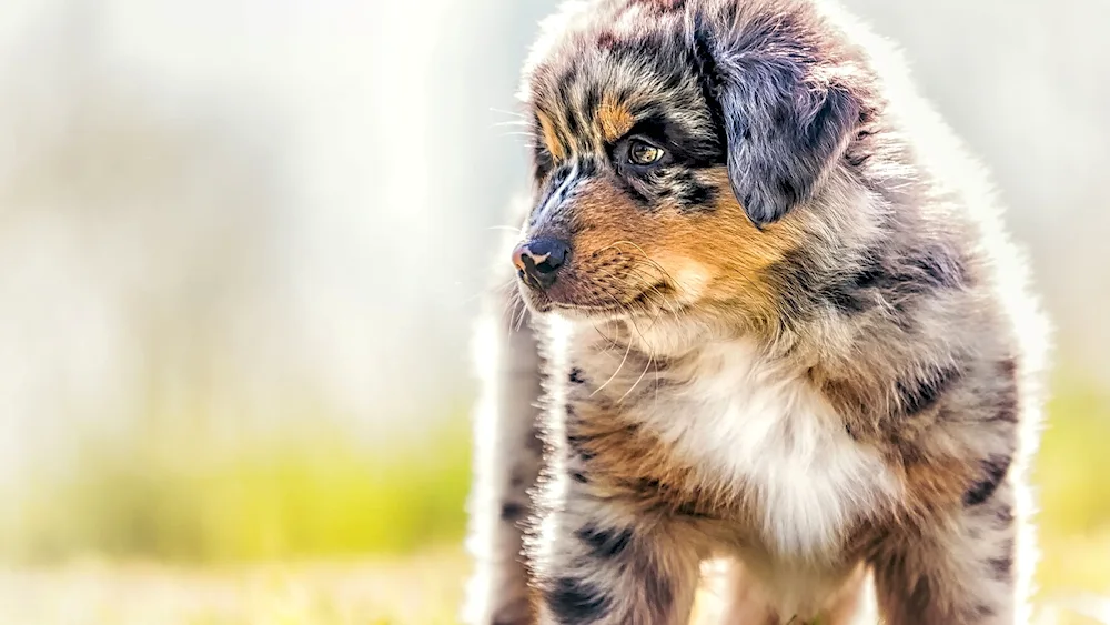 Aussie Australian Shepherd