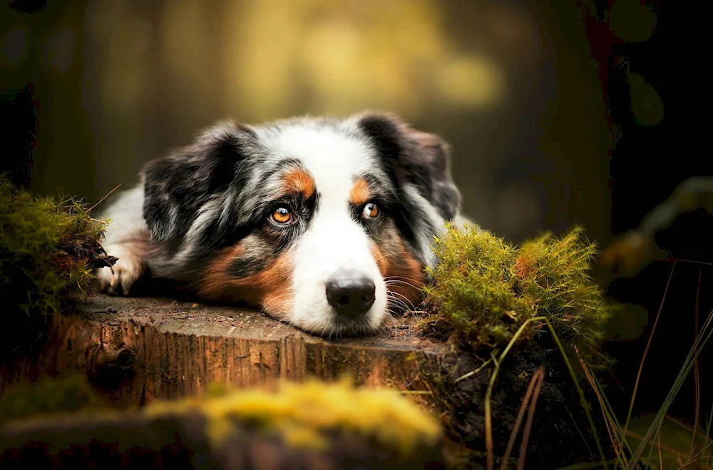 Aussie Australian Shepherd