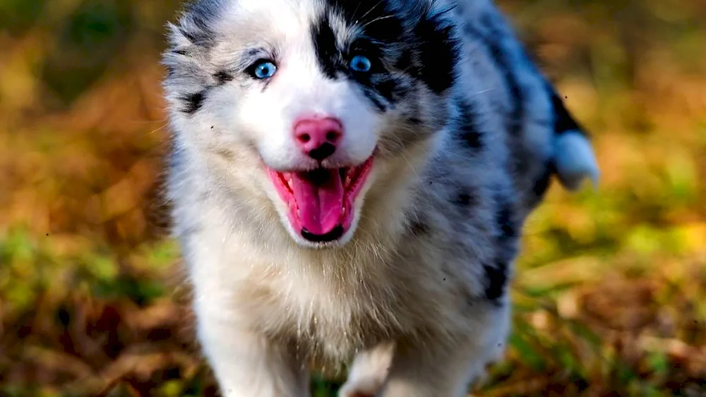 Aussie Australian Shepherd