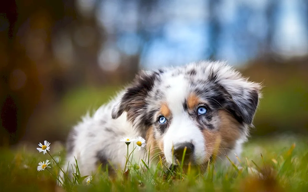 Aussie Australian Shepherd. sheepdog