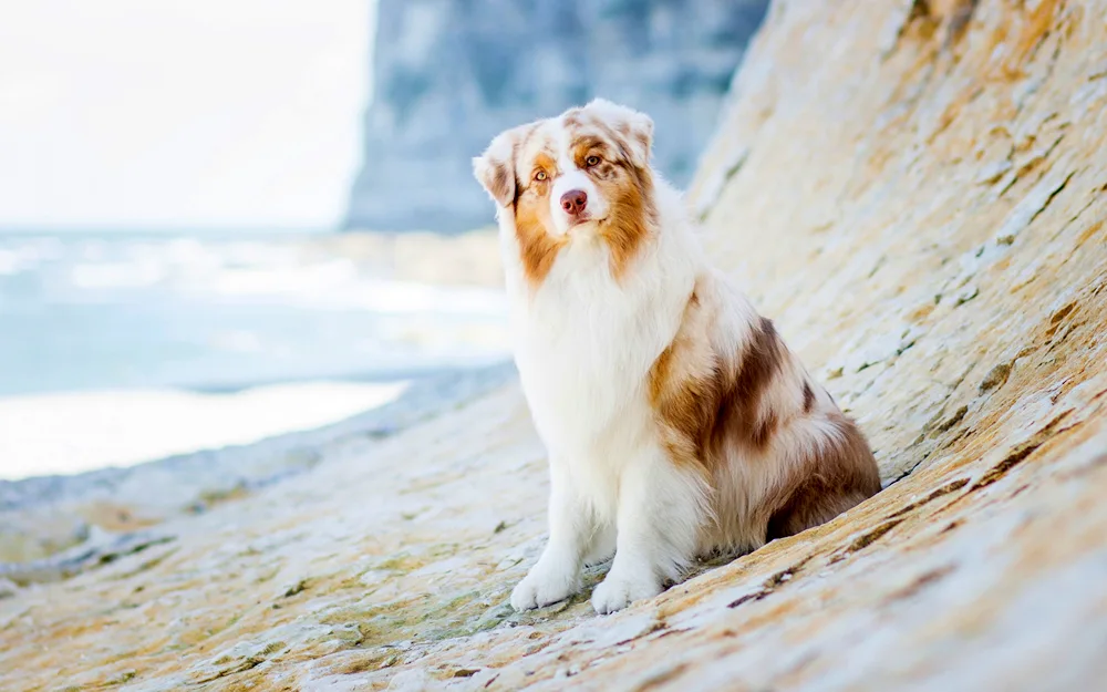 Aussie Australian shepherd sheepdog