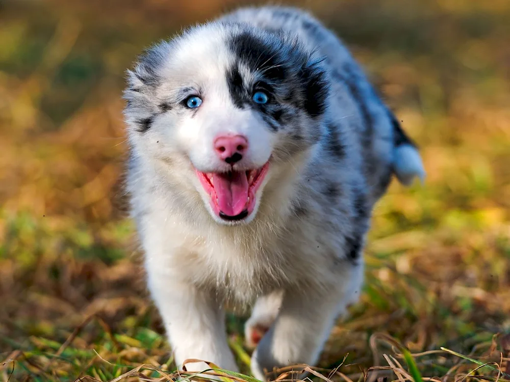 Aussie Australian shepherd sheepdog