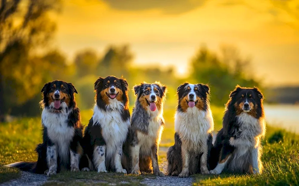 Aussie Australian sheepdog