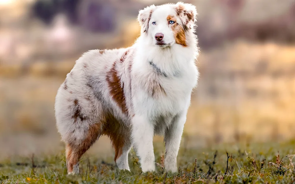 Aussie Australian shepherd sheepdog