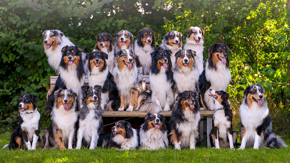 Aussie Australian sheepdog