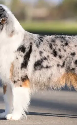 Aussie Australian Shepherd Aussie