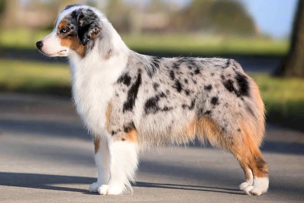 Aussie Australian Shepherd Aussie