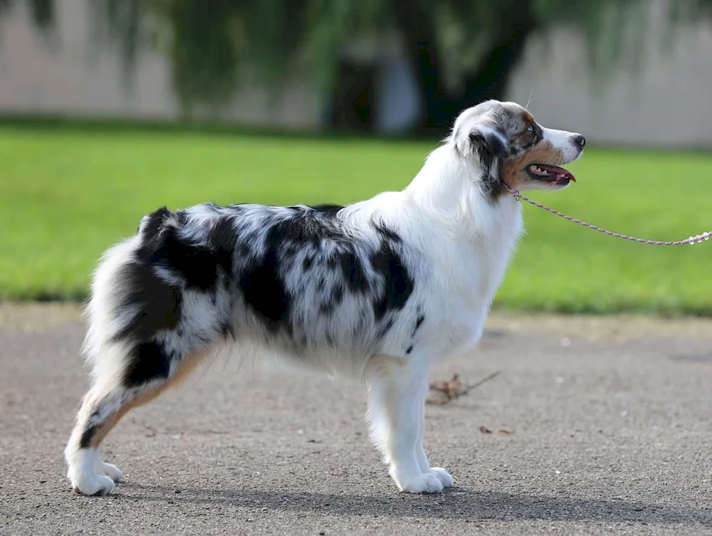 Aussie miniature American shepherd aussie