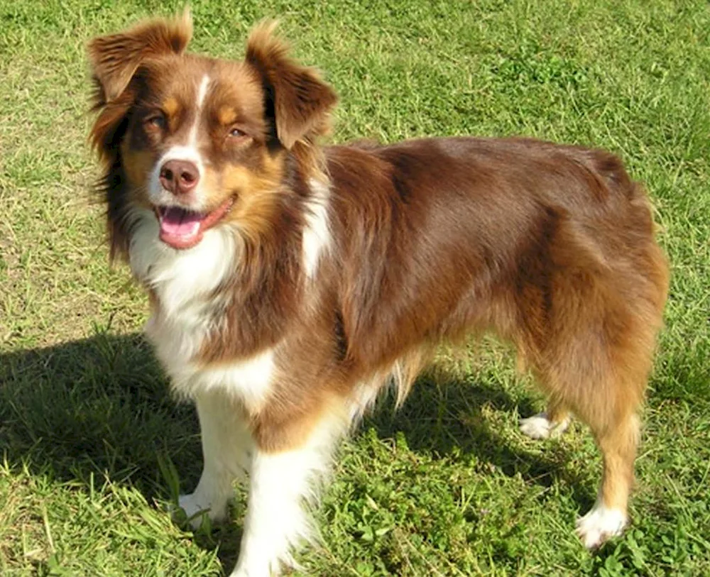 Miniature Australian Shepherd Dog