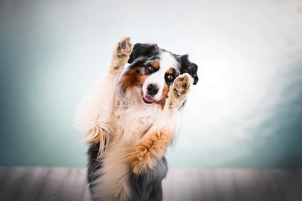 Aussie Australian shepherd