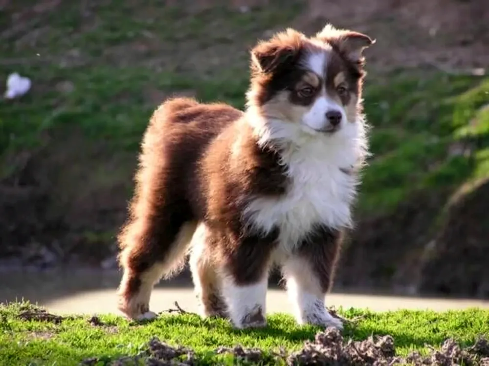 Mini Aussie