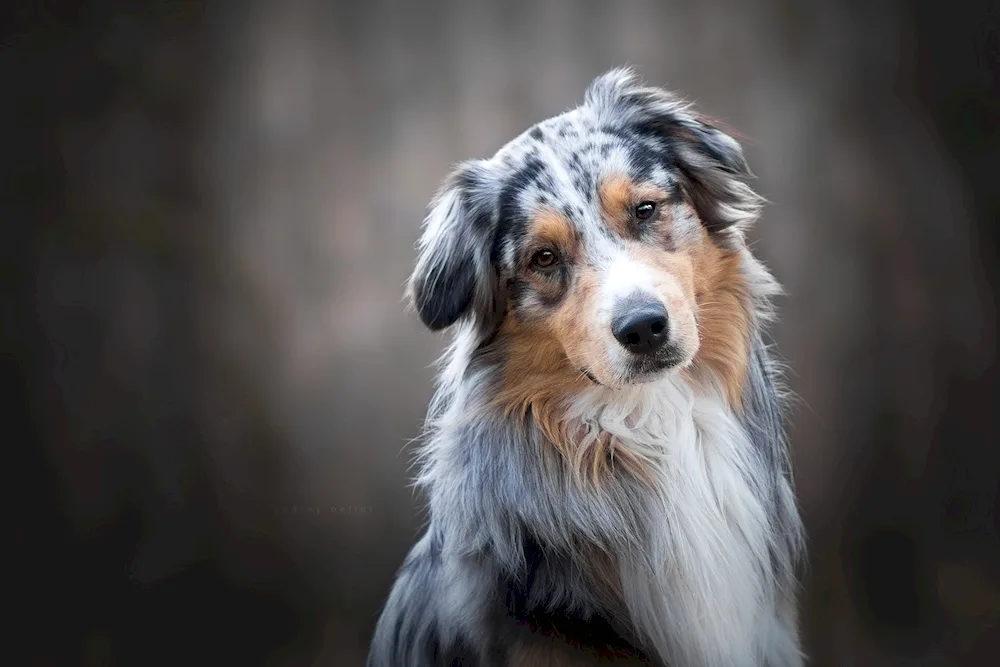 Aussie Australian shepherd dog