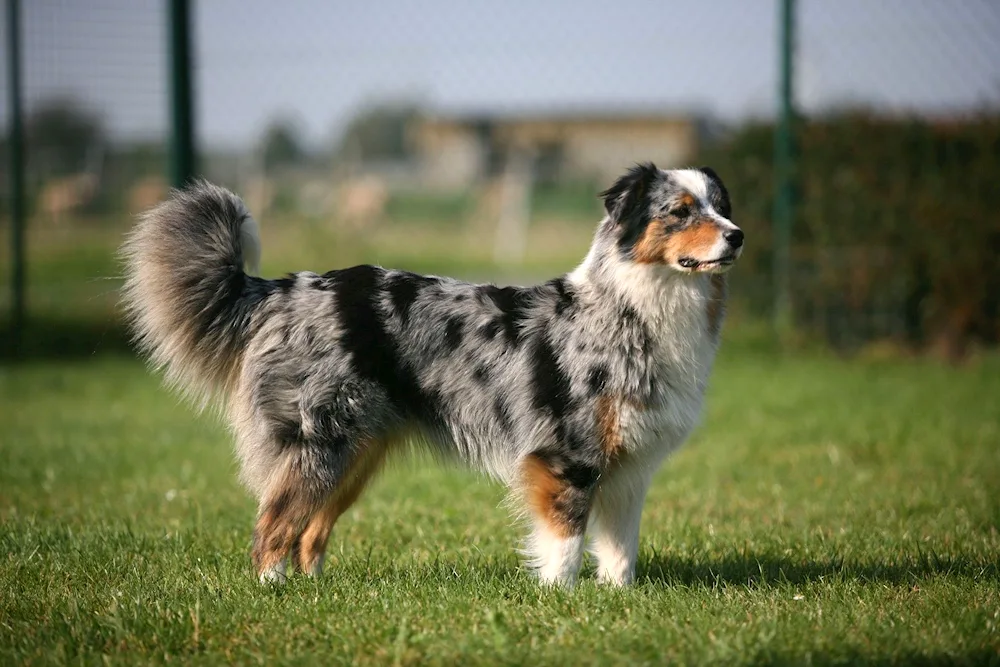 Aussie Australian shepherd sheepdog