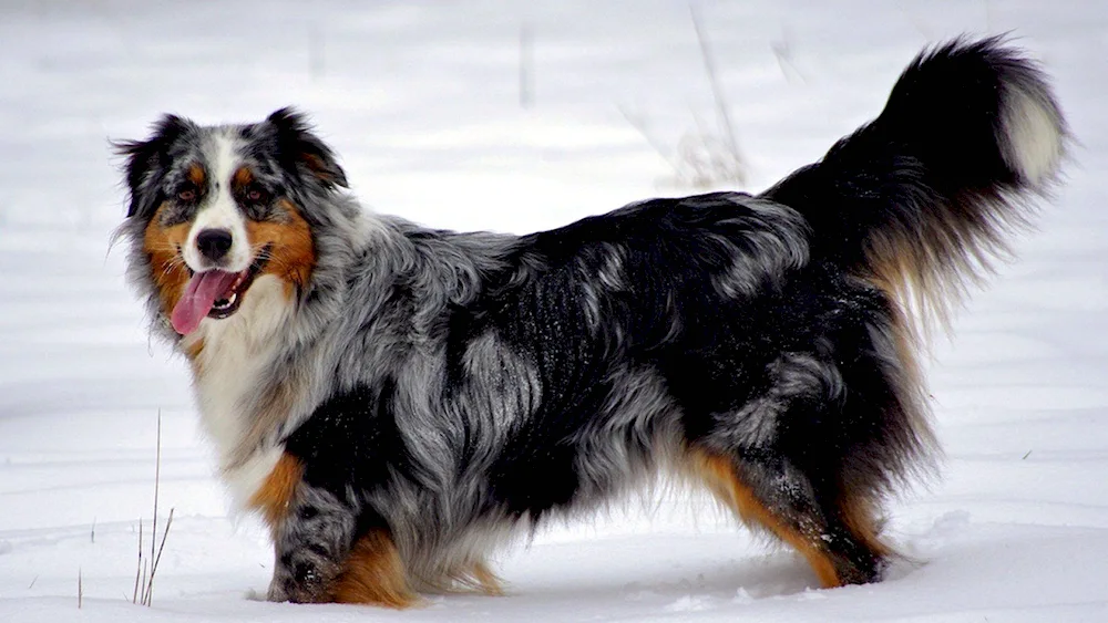 Aussie Australian shepherd sheepdog