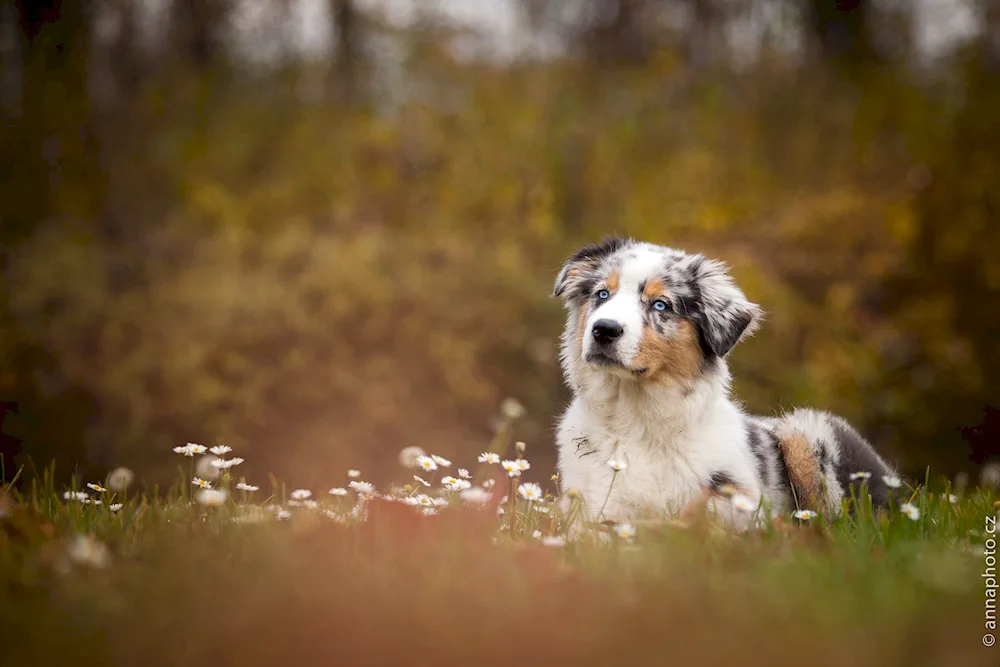 Aussie Australian shepherd sheepdog