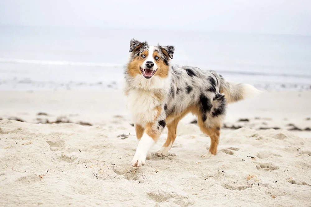 Aussie Australian shepherd sheepdog