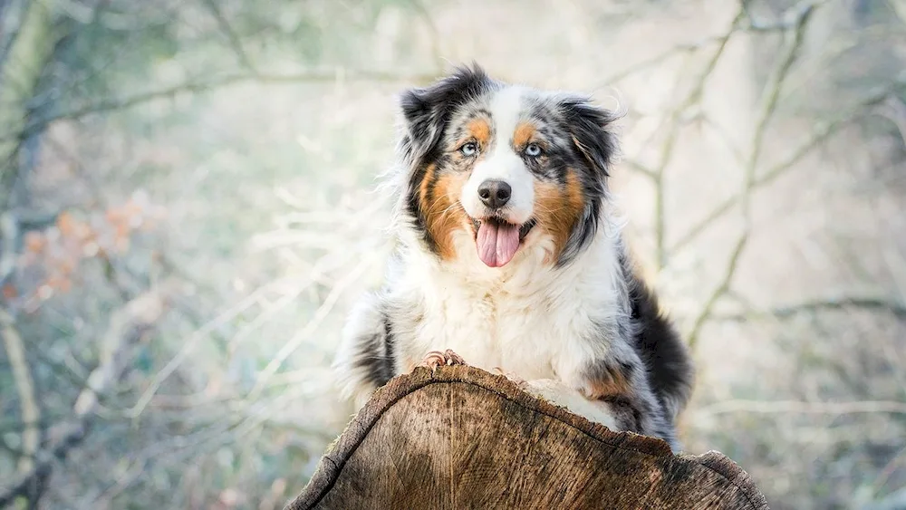 Aussie Australian shepherd sheepdog