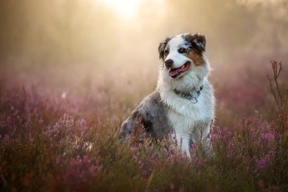 Aussie Australian shepherd sheepdog