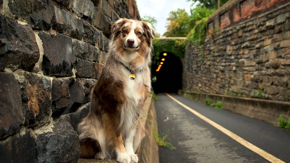 Aussie Australian shepherd