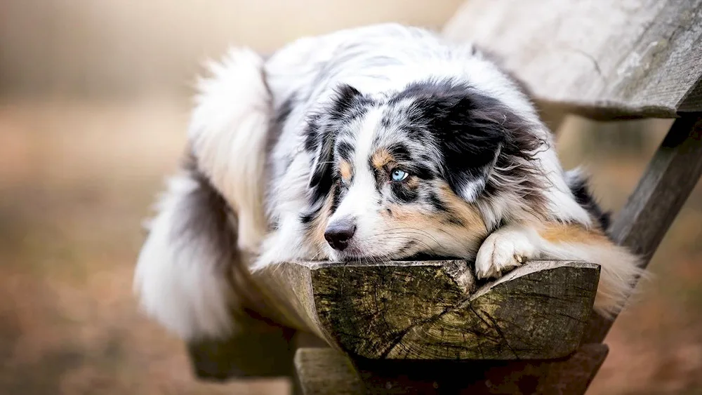 Aussie Australian Shepherd Dog