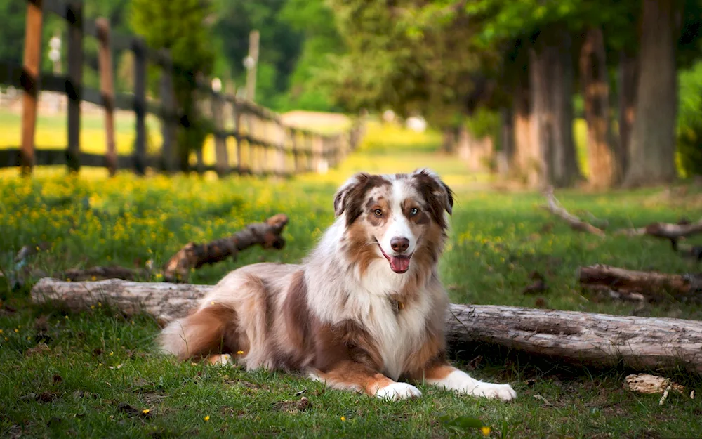 Aussie Australian Shepherd Dog