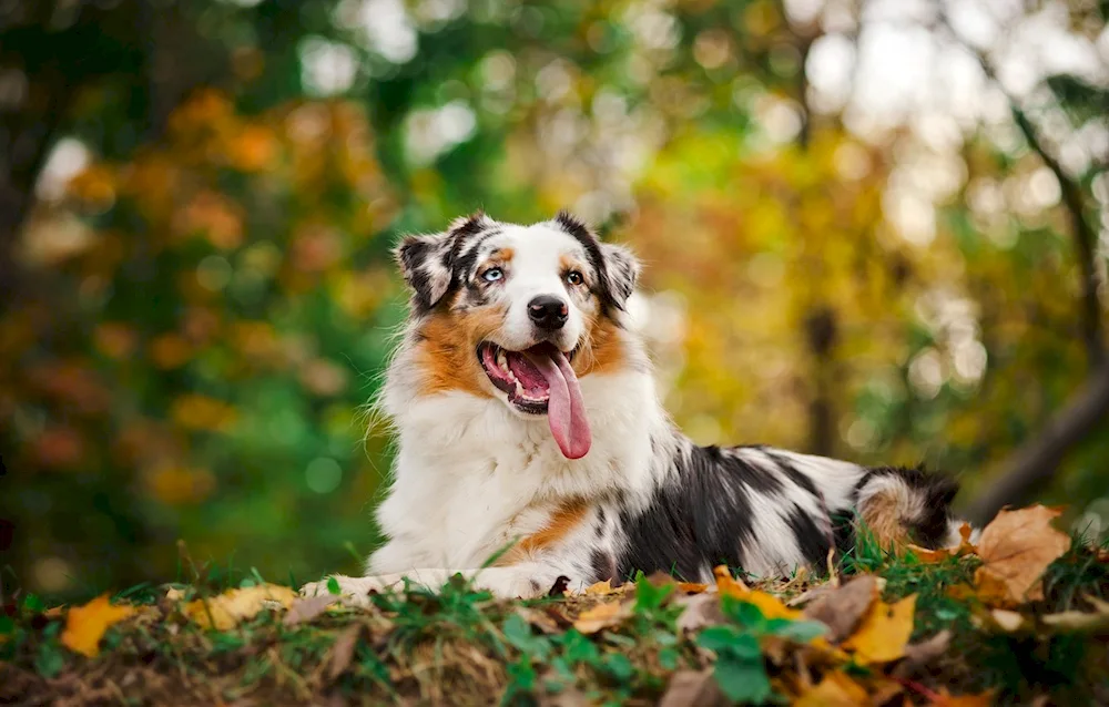 Border Collie. collie