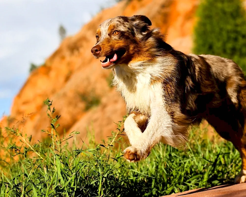 Aussie Australian Shepherd