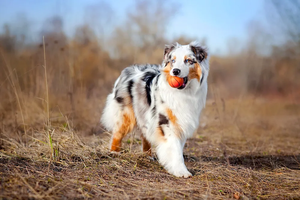 Aussie Australian shepherd dog