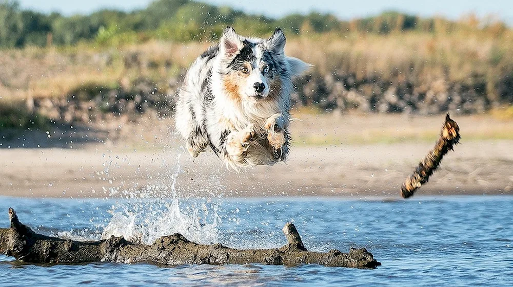 Aussie swim