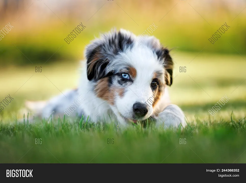 American sheepdog aussie