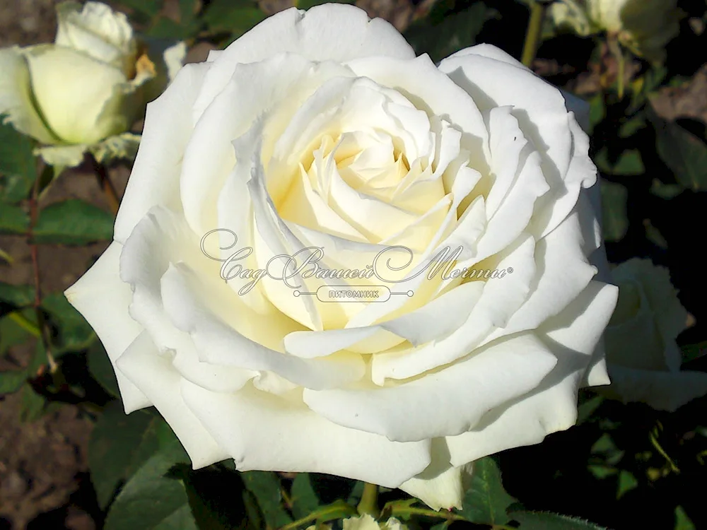 Avalanche Avalanche rose