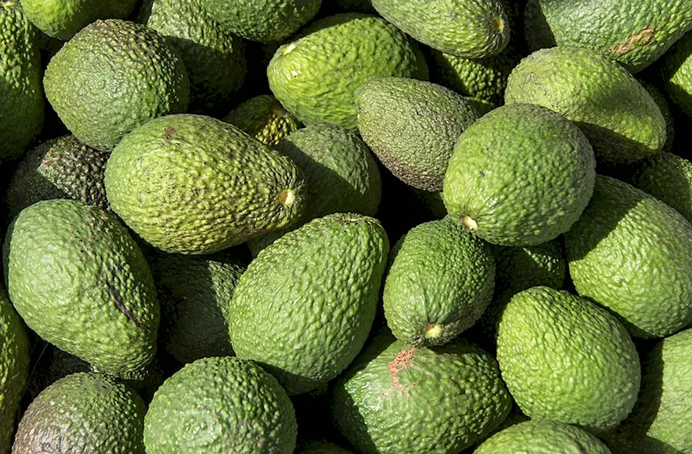 Avocado Hass Green