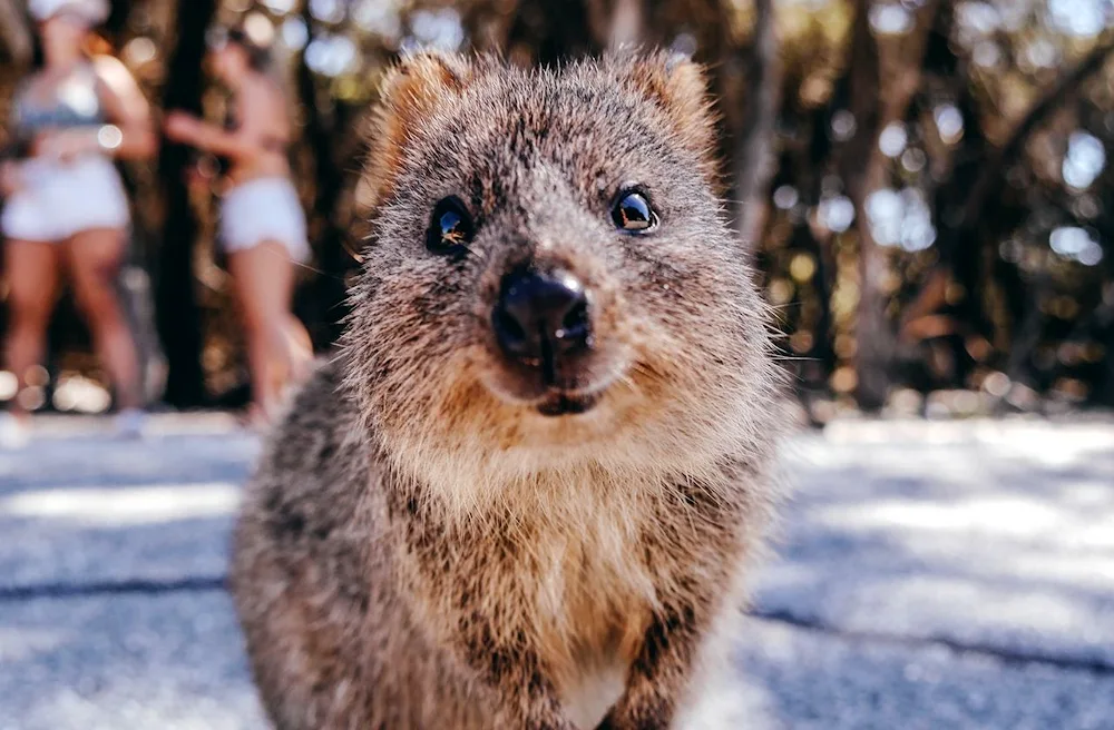 Australia Quokka