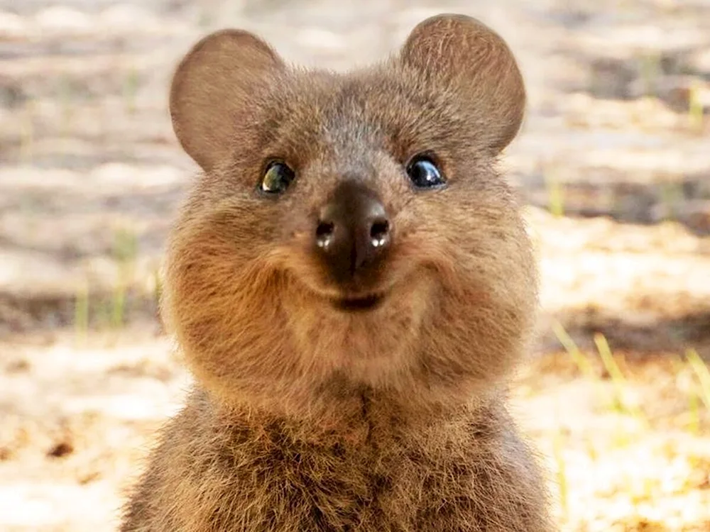 Australia Quokka