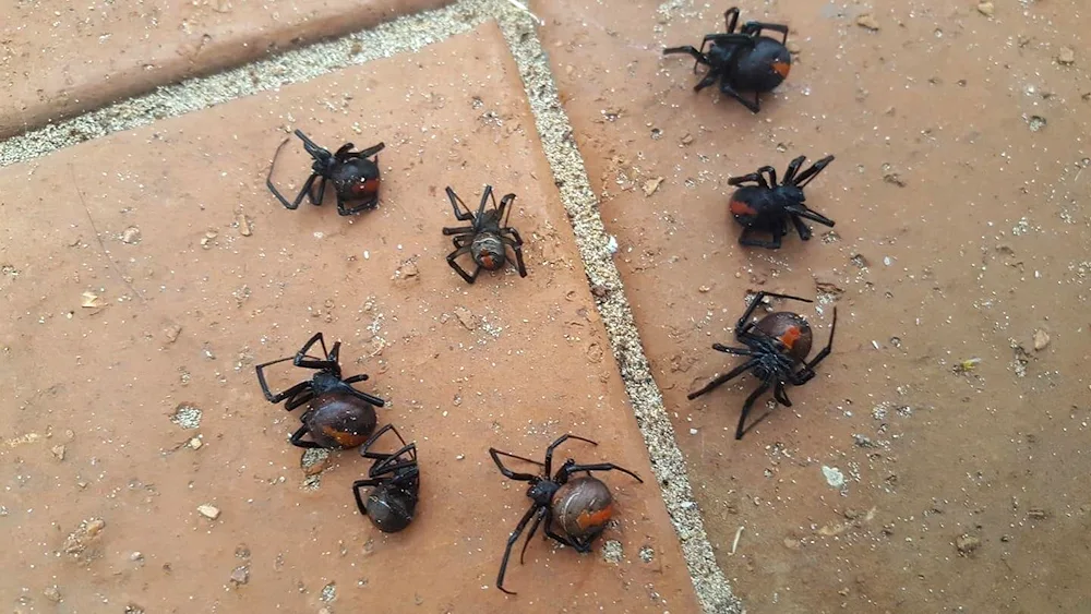 Spider Invasion in Australia