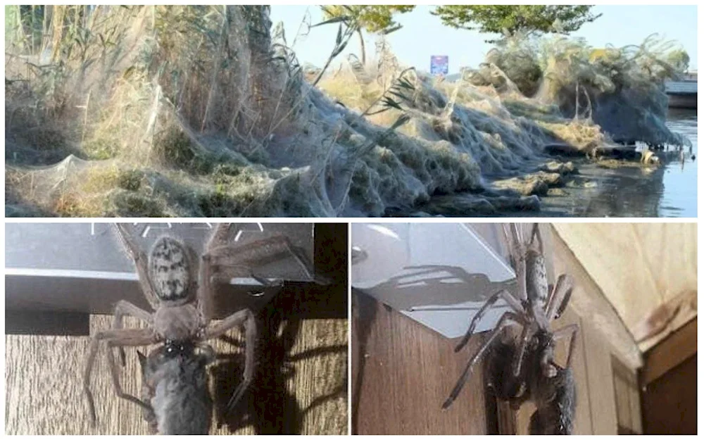 Australia Spider Invasion 2021
