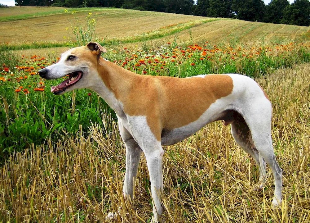 Australian Kangaroo Greyhound