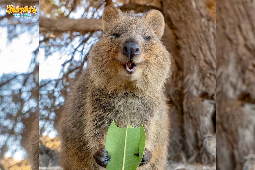 Australian Kangaroo Quokka