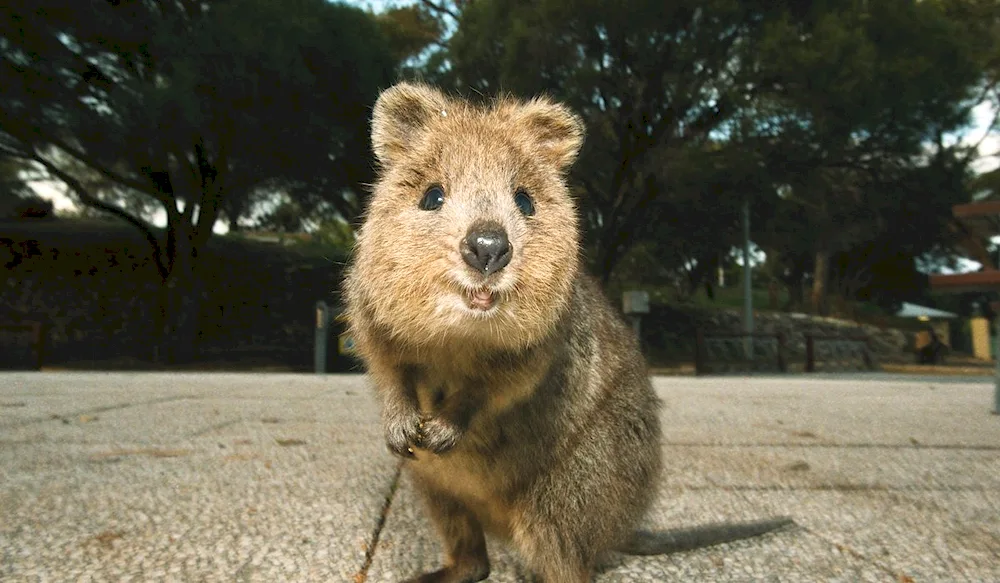 Kangaroo Quokka