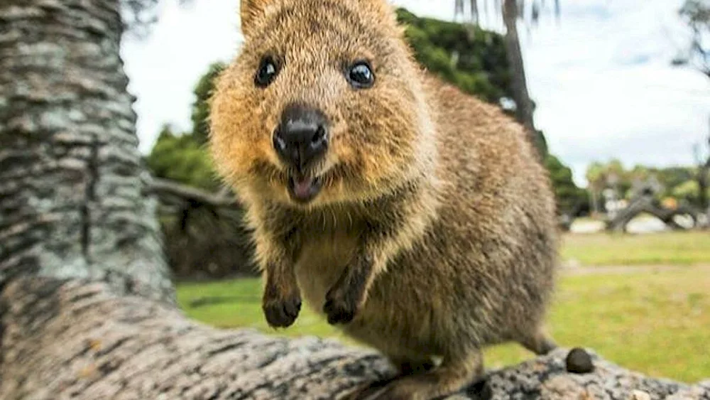 Kangaroo Kwokka