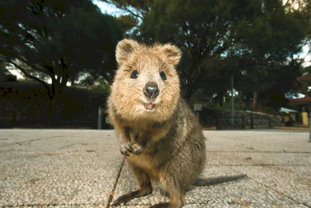 Australian kangaroo Quokka