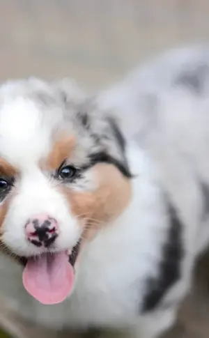 Australian Shepherd Blue Merle