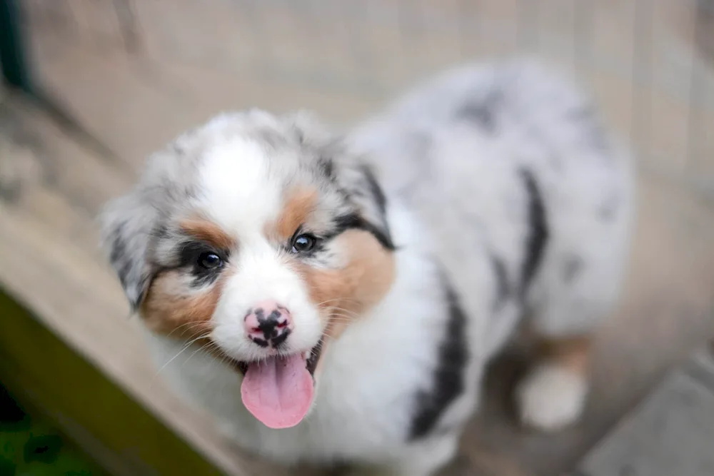 Australian Shepherd Blue Merle