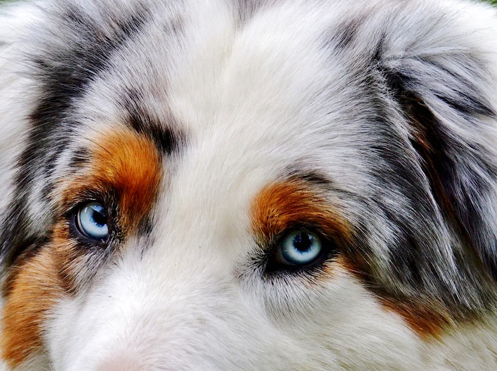 Australian Shepherd Heterochromia