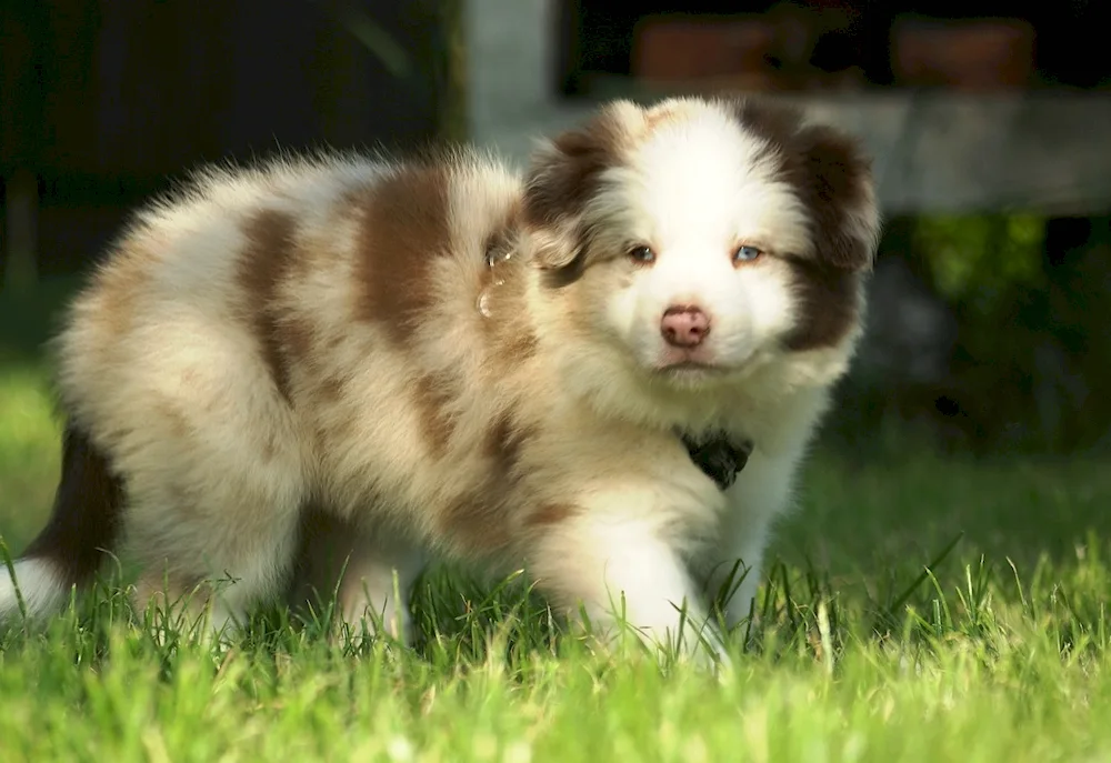 Shetland Shepherd Dog Sheltie.