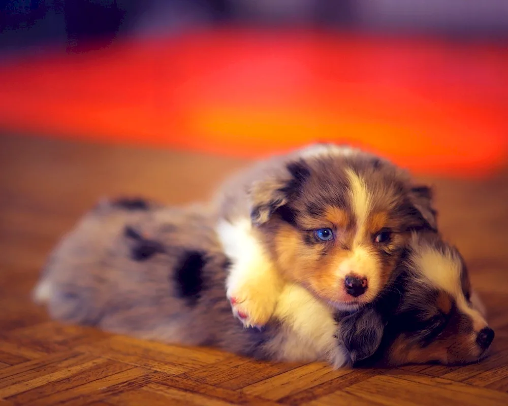 Australian Shepherd Pomeranian Spitz