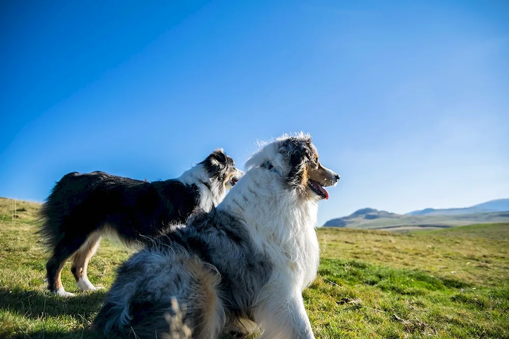 Aussie Australian Shepherd Dog