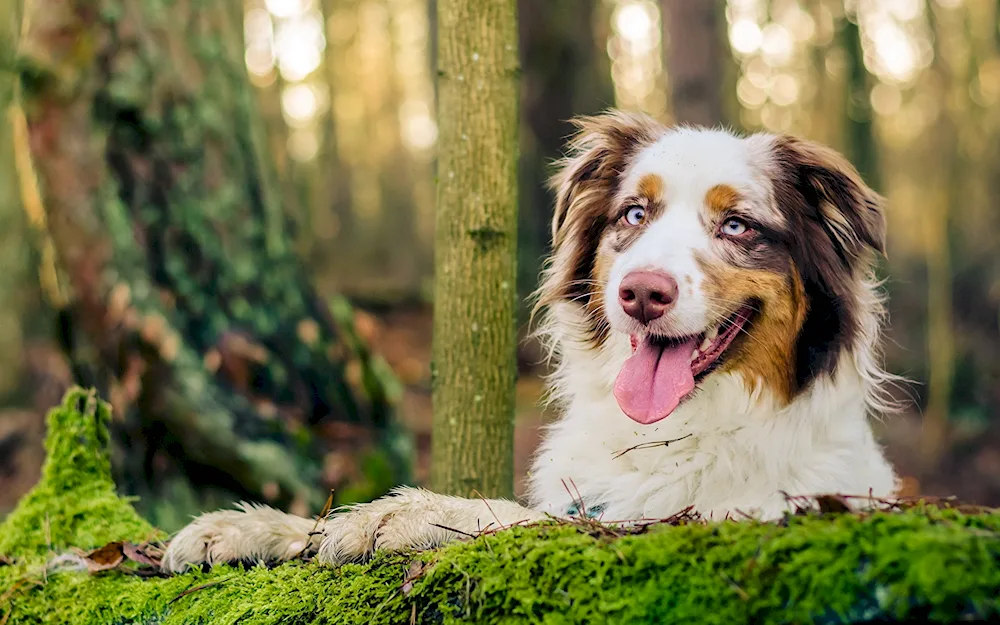 Aussie Australian shepherd sheepdog